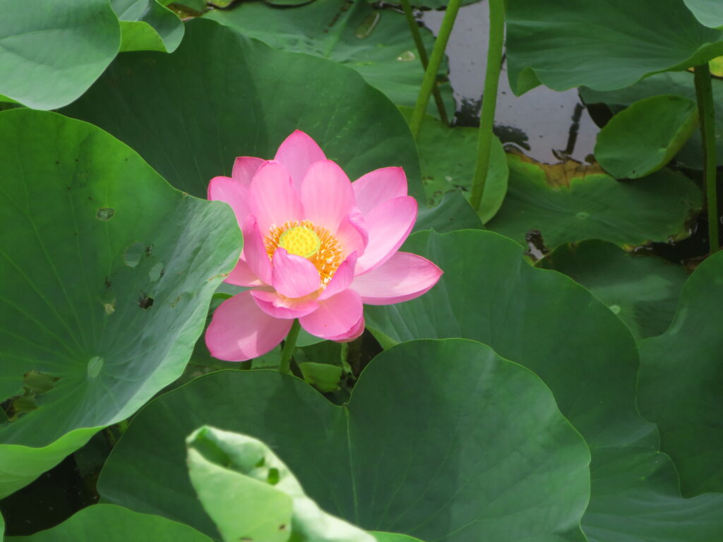 行田 00年の時を経て咲く神秘の花 古代蓮の里 彩ニュース