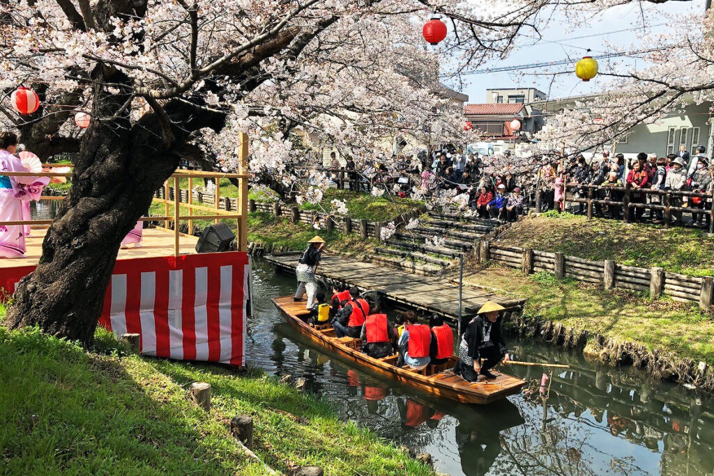 川越 誉桜 からはじまった新河岸川桜並木 歴史をつなぐ取り組みも 彩ニュース