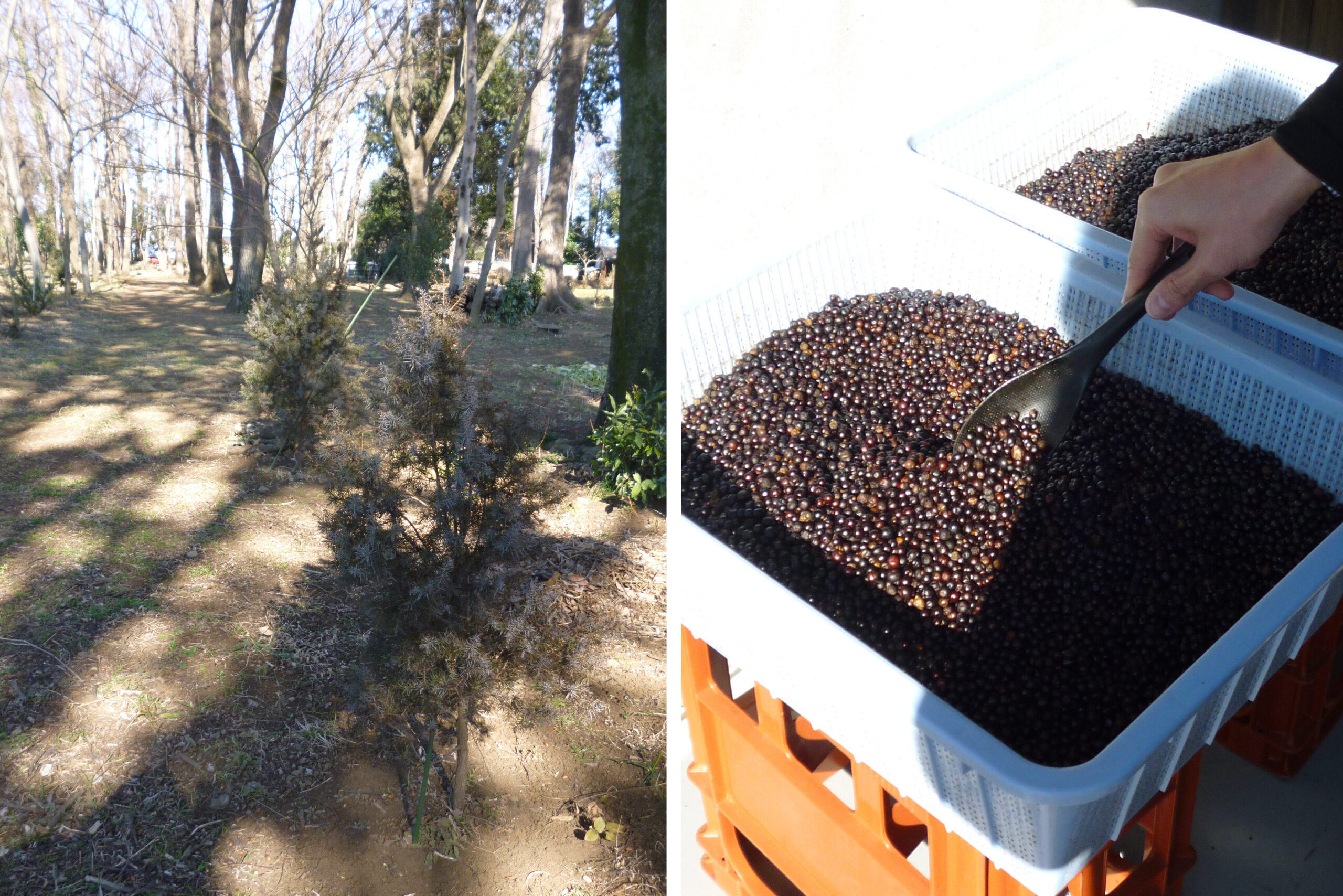 植樹して5年ほどのジュニパーベリーの木（左）とアルコールに漬けこんだ後のジュニパーベリーの実